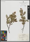 Foto von Salix hastata L.